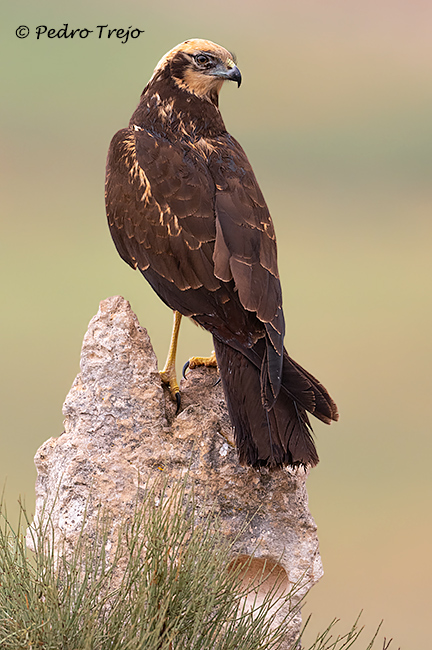 Aguilucho lagunero (Circus aeruginosus)